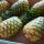 Pineapples buy wholesale - company B-LABEL | Côte d'Ivoire