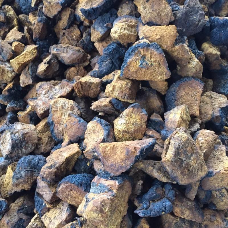 Dried Chaga Mushrooms buy wholesale - company ООО 