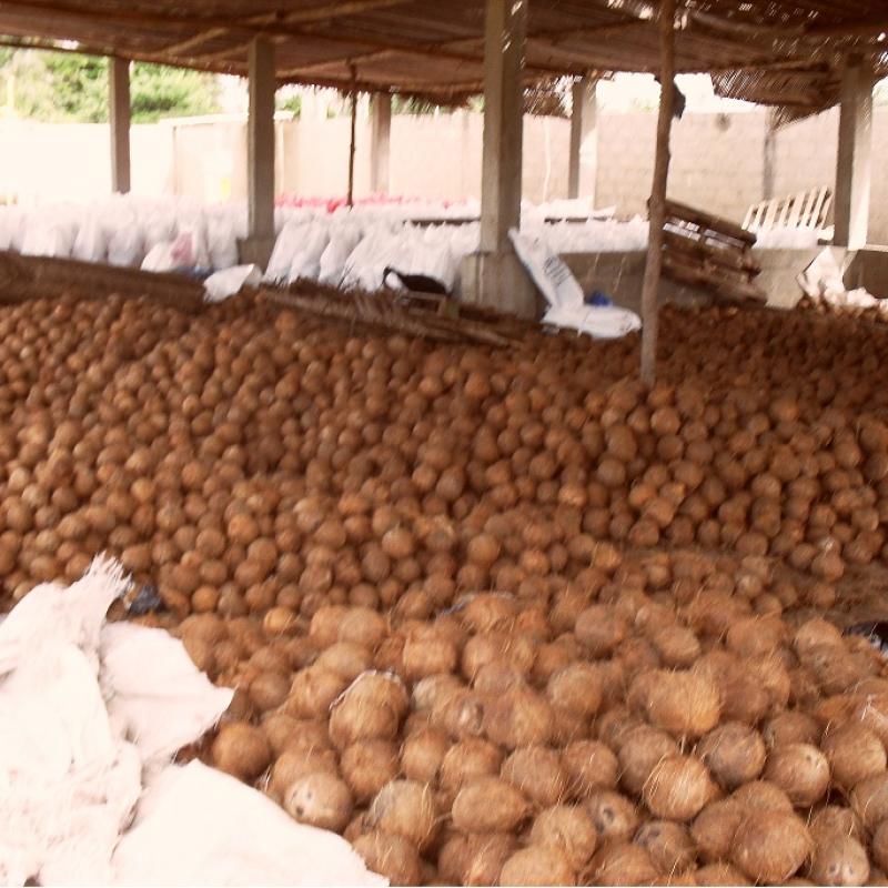 Coconuts  buy wholesale - company B-LABEL | Côte d'Ivoire