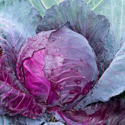 Red Cabbage buy on the wholesale