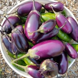 Eggplants  buy on the wholesale