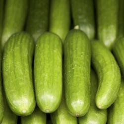 Cucumbers buy on the wholesale