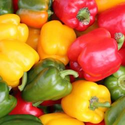 Bell Pepper buy on the wholesale