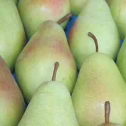 Pears buy on the wholesale