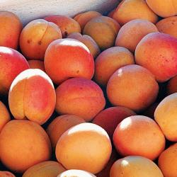 Apricots  buy on the wholesale
