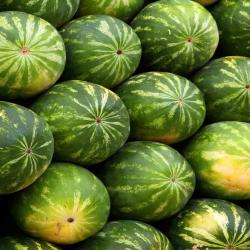 Watermelon buy on the wholesale