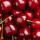 Cherries  buy wholesale - company PLAN T İthalat İhracat Tarım San.ve Tic.Ltd.Şti | Turkey