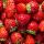 Strawberries buy wholesale - company PLAN T İthalat İhracat Tarım San.ve Tic.Ltd.Şti | Turkey