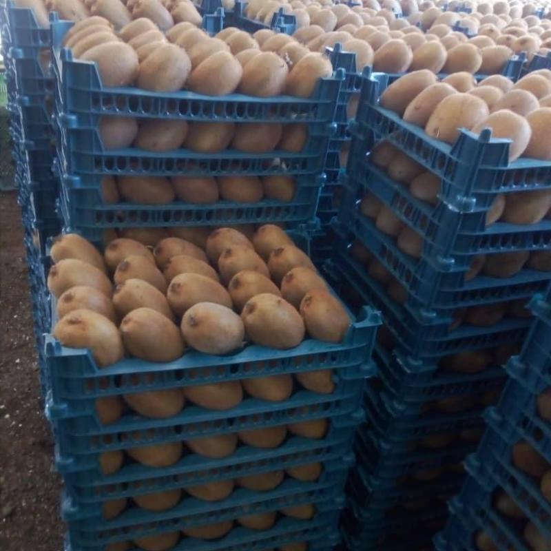 Kiwifruit buy wholesale - company Safiran Sepehr | Iran