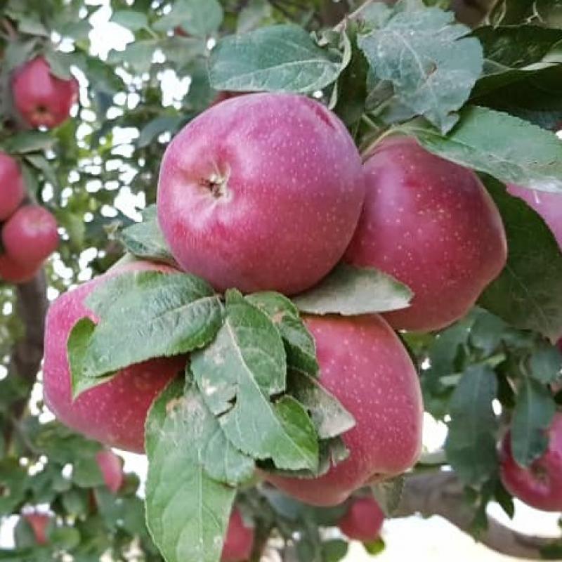 Красные яблоки купить оптом - компания Safiran Sepehr | Иран
