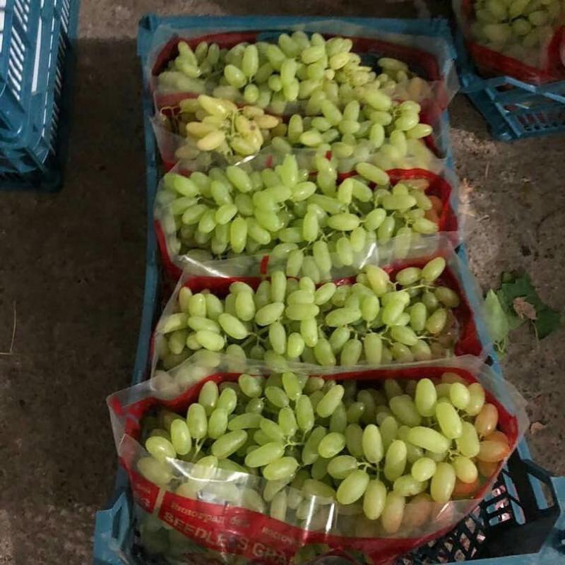 Белый виноград без косточек купить оптом - компания Safiran Sepehr | Иран