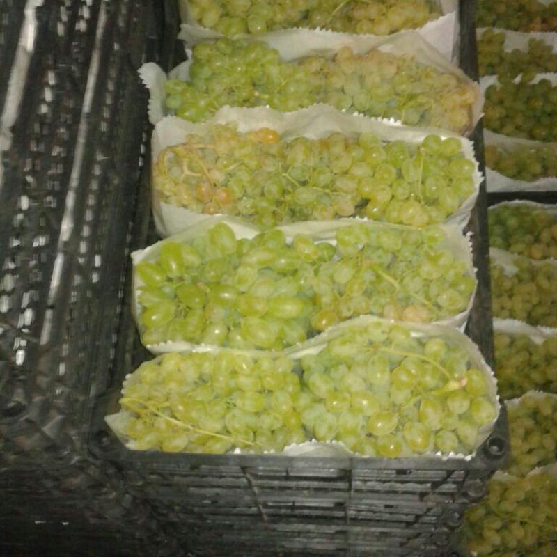Yellow Seedless Grapes buy wholesale - company Safiran Sepehr | Iran
