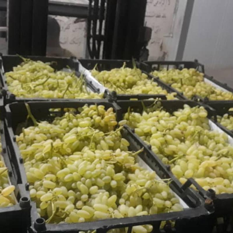 Yellow Seedless Grapes buy wholesale - company Safiran Sepehr | Iran