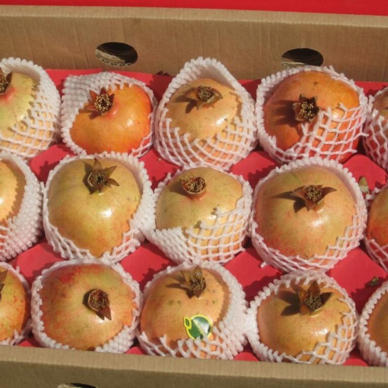 Pomegranates buy wholesale - company Safiran Sepehr | Iran