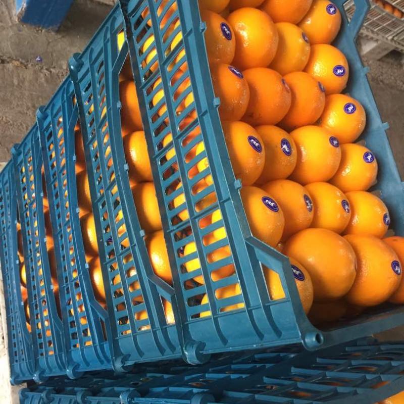 Апельсины купить оптом - компания Safiran Sepehr | Иран