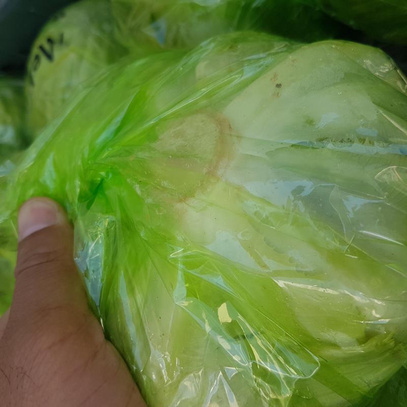 Lettuce buy wholesale - company Zarin bal astara | Iran