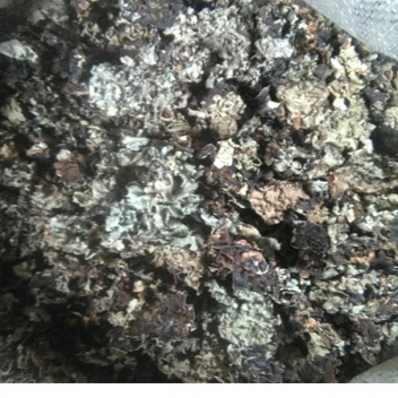 Черный каменный цветок (калпаси) купить оптом - компания Tanwolabam Nigeria Limited | Нигерия