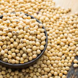 Soya Beans  buy on the wholesale