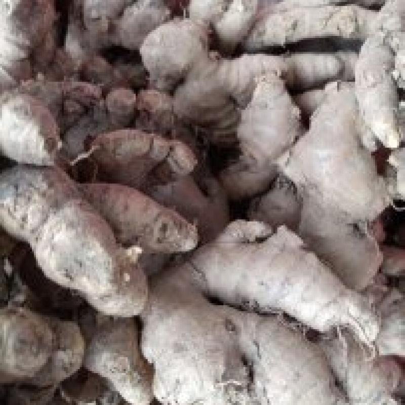 Fresh Ginger buy wholesale - company B-LABEL | Côte d'Ivoire