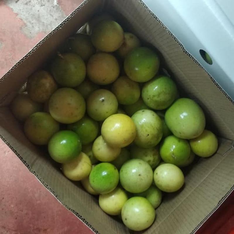 Passion Fruits buy wholesale - company Spized Organics | India