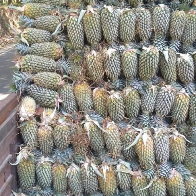Pineapples buy wholesale - company Spized Organics | India