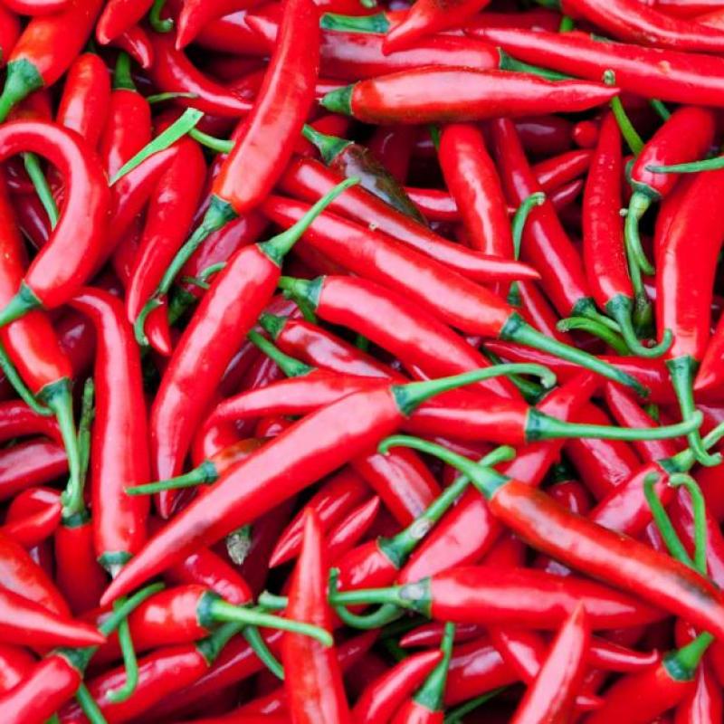 Red Hot Chili Peppers  buy wholesale - company Solution X | India