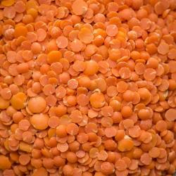 Canadian Red Lentils buy on the wholesale