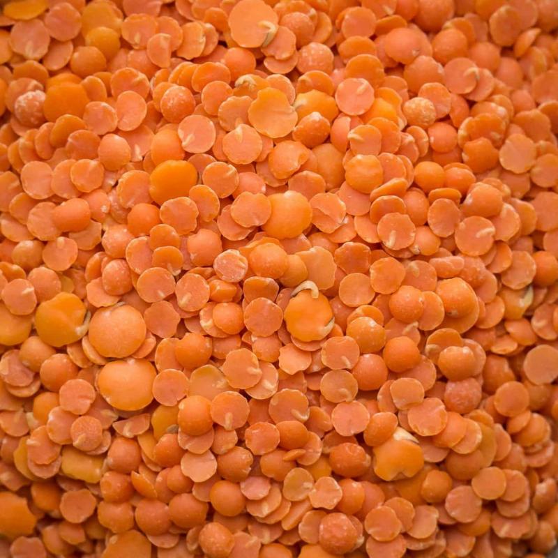 Canadian Red Lentils buy wholesale - company NAMA India Import Export Business Consultants Pvt. Ltd. | India