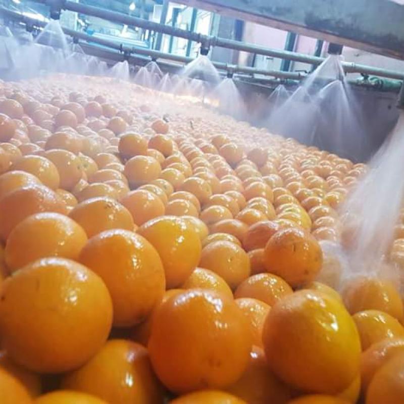 Апельсины купить оптом - компания Elnasr for export and import | Египет