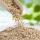 Sesame Seeds buy wholesale - company GROUPE DAVINSHY AFRICA SARL | Togo