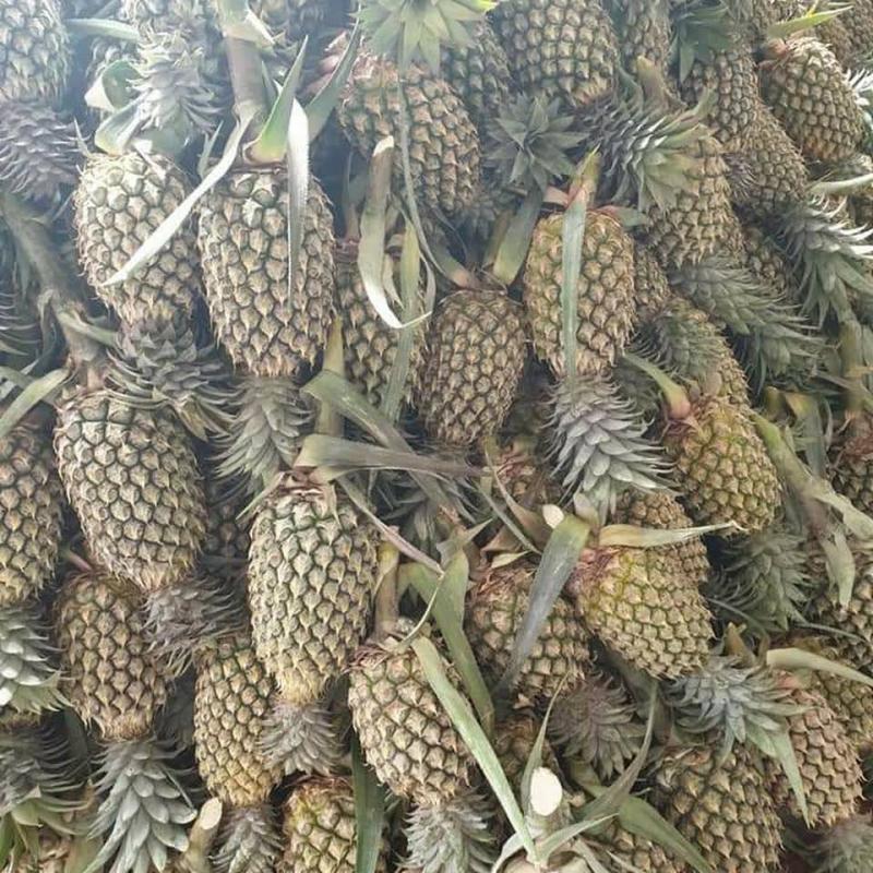 Pineapples buy wholesale - company Lanka tel trading | Sri Lanka