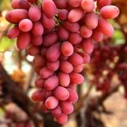 Grapes buy on the wholesale