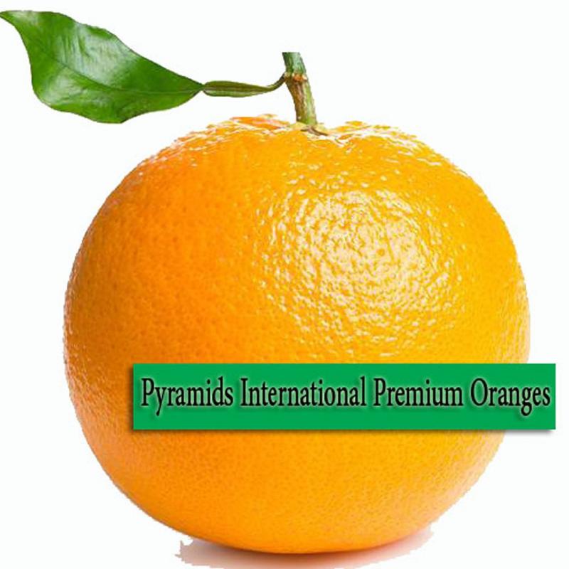 Апельсины купить оптом - компания Pyramids International | Египет
