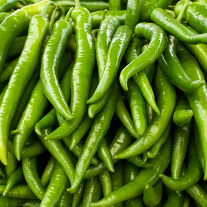 Green Chillies buy wholesale - company AISHA EXPORTS | India