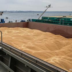 Wheat Grain buy on the wholesale