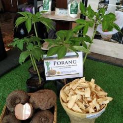 Porang / Konjac Chips buy on the wholesale