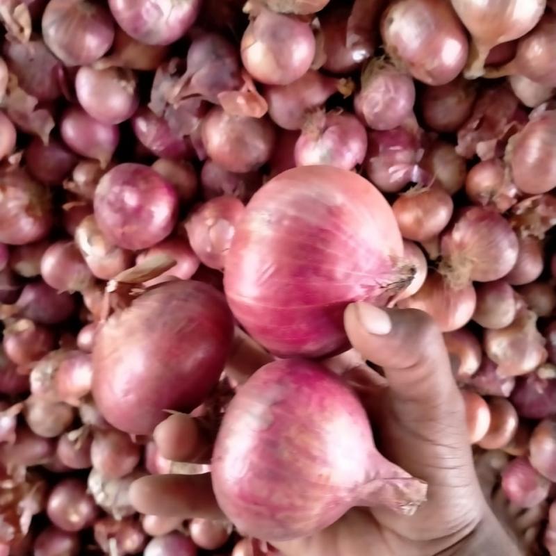 Red Onions buy wholesale - company Neelo international | India