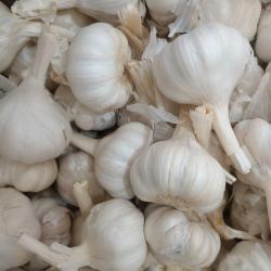 Garlic buy on the wholesale