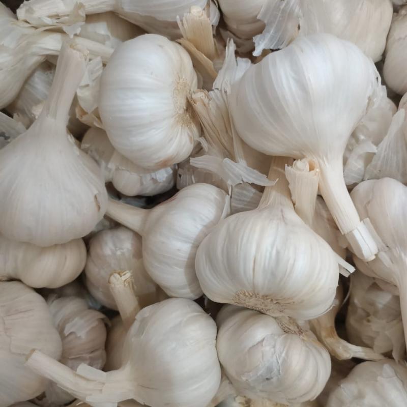 Garlic buy wholesale - company Neelo international | India