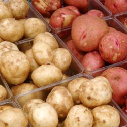 Potatoes buy on the wholesale