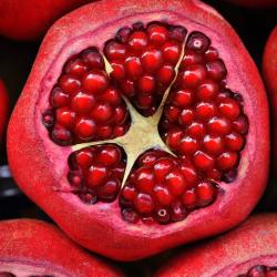 Pomegranates  buy on the wholesale