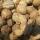 Кокосы купить оптом - компания Mammoos fruits & Vegetables Import and Export | Оман