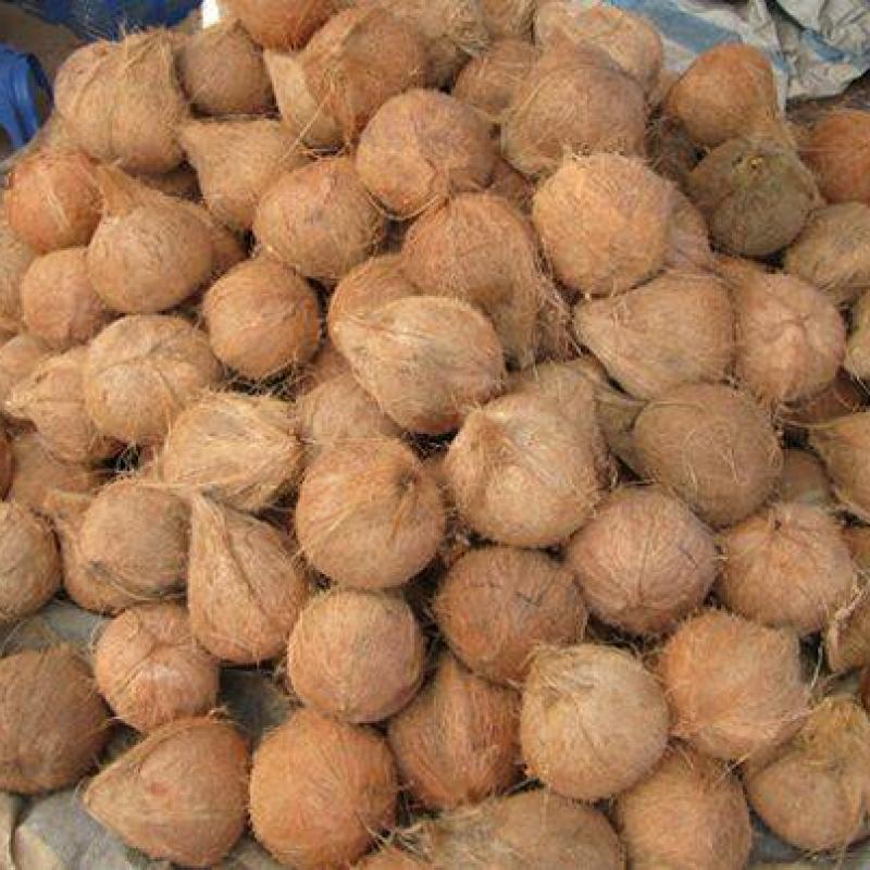 Кокосы купить оптом - компания Mammoos fruits & Vegetables Import and Export | Оман