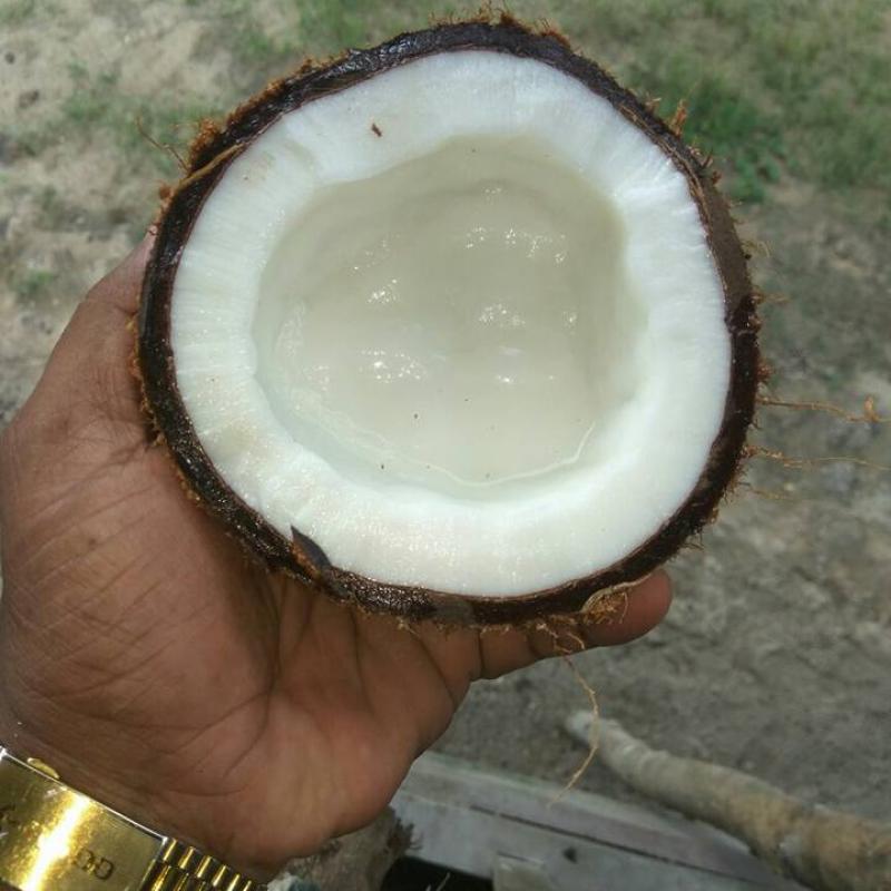 Coconuts buy wholesale - company Mammoos fruits & Vegetables Import and Export | Oman