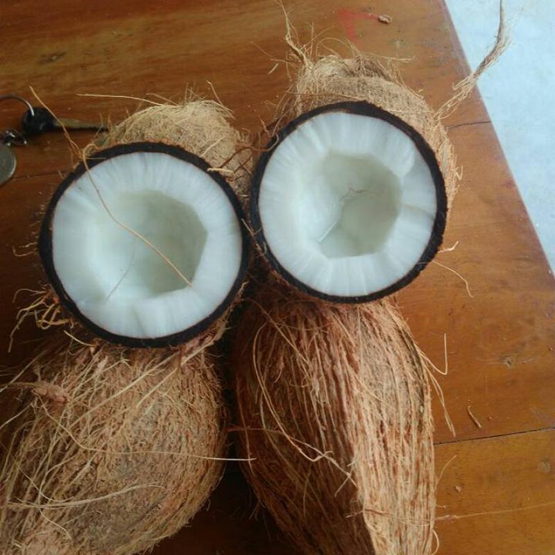 Coconuts buy wholesale - company Mammoos fruits & Vegetables Import and Export | Oman