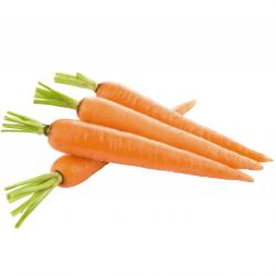Carrots buy on the wholesale