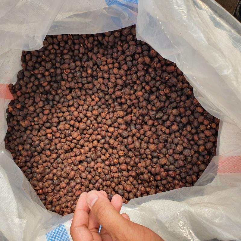 Балийский кофе Арабика в зернах купить оптом - компания Fine Indo Coffee | Индонезия