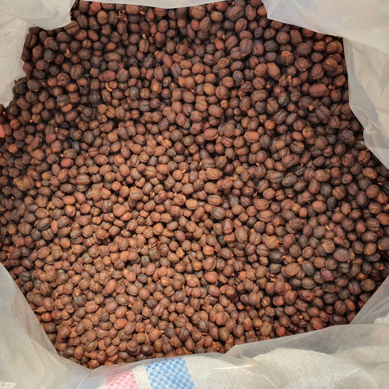 Balinese Robusta Coffee Beans buy wholesale - company Fine Indo Coffee | Indonesia