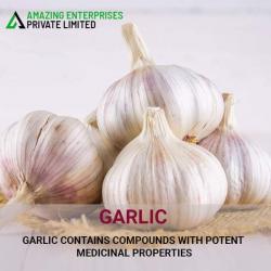 Garlic  buy on the wholesale