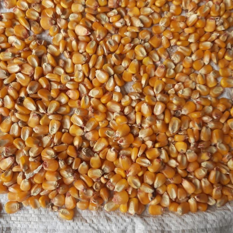 Yellow Maize (Corn) buy wholesale - company Amazing Enterprises OPC Private Limited Hubli | India